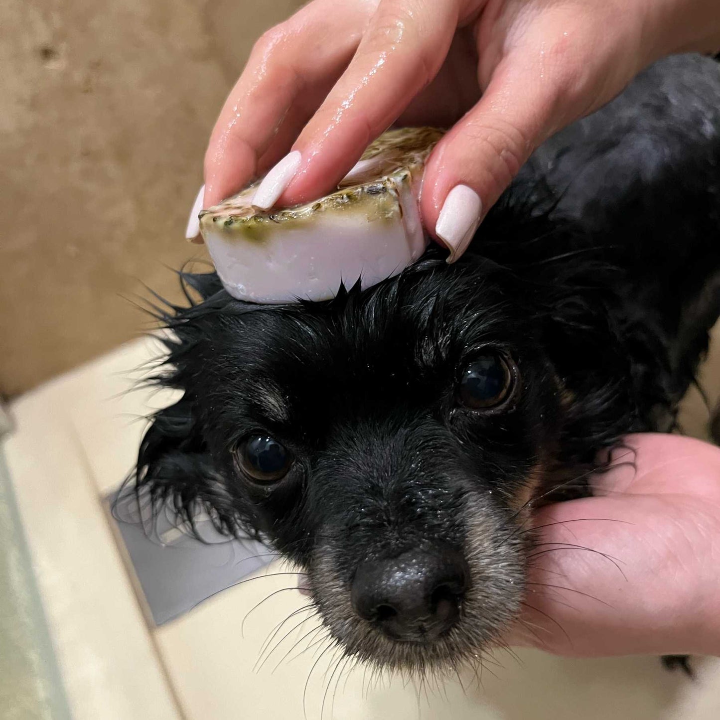 Shampoing anti puce chien