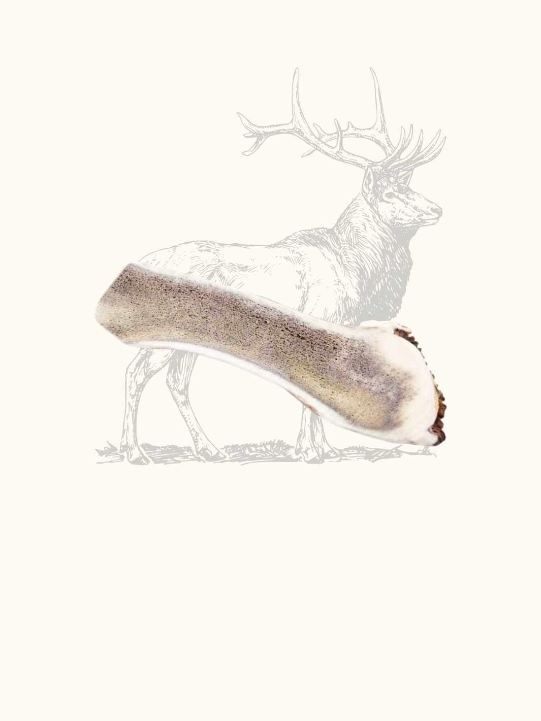 Bois de cerf tranché chien - #friandise_naturelle_pour_chien# - Truffe delice