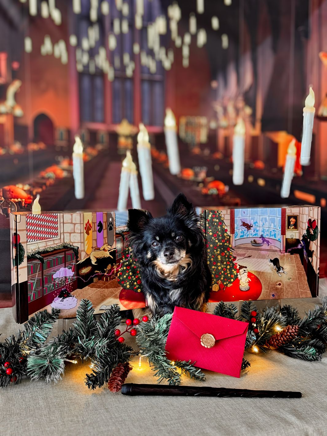 Box de Noël 🐶 (lots de 10 box)