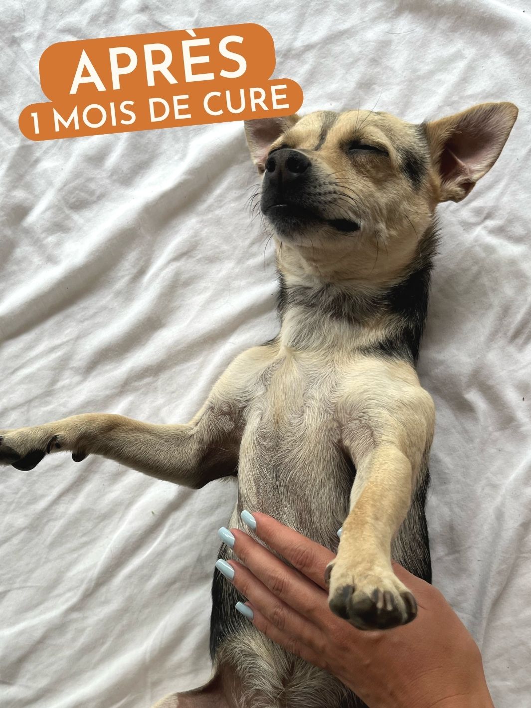 Complement alimentaire poil chien