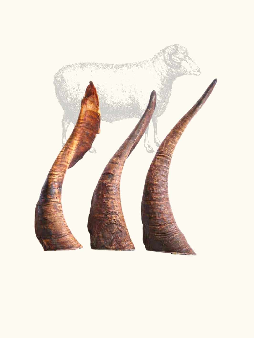 Corne de mouton - #friandise_naturelle_pour_chien# - Truffe delice