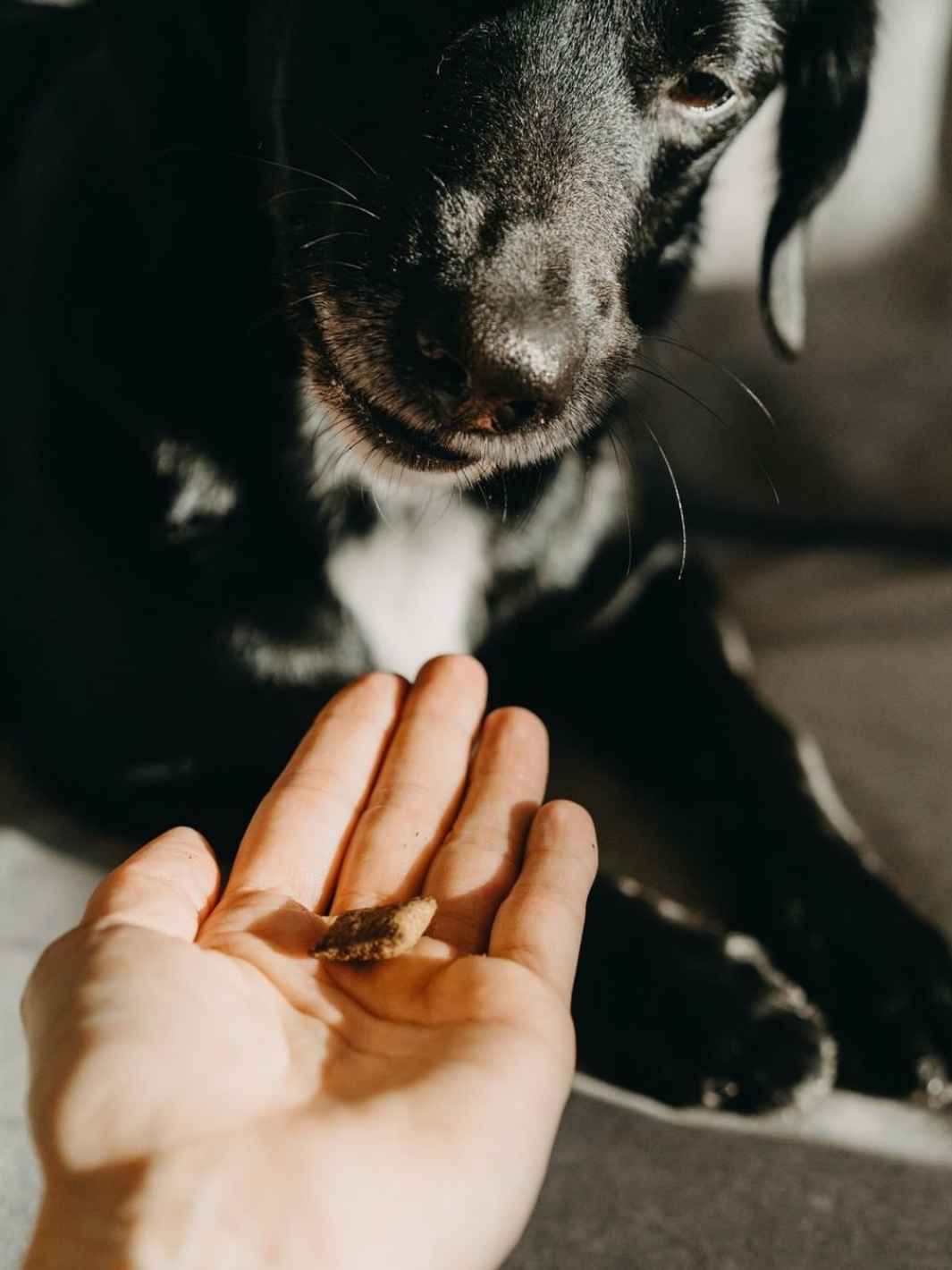 Friandise cbd chien - #friandise_naturelle_pour_chien# - Truffe delice