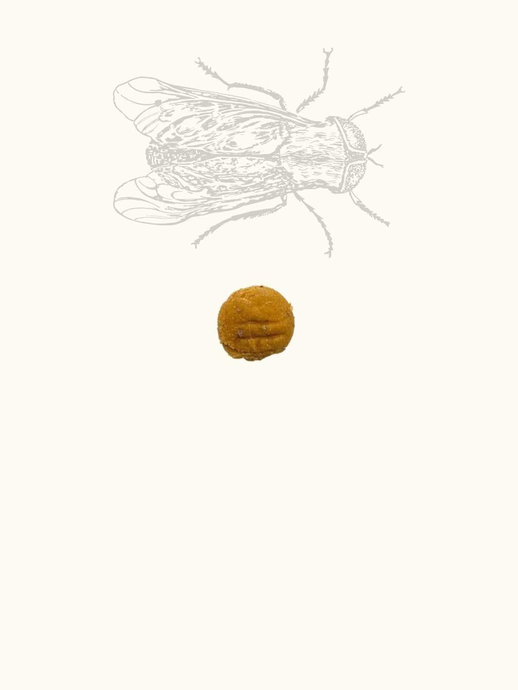 Friandises mouche soldat noire & pomme - #friandise_naturelle_pour_chien# - Truffe delice