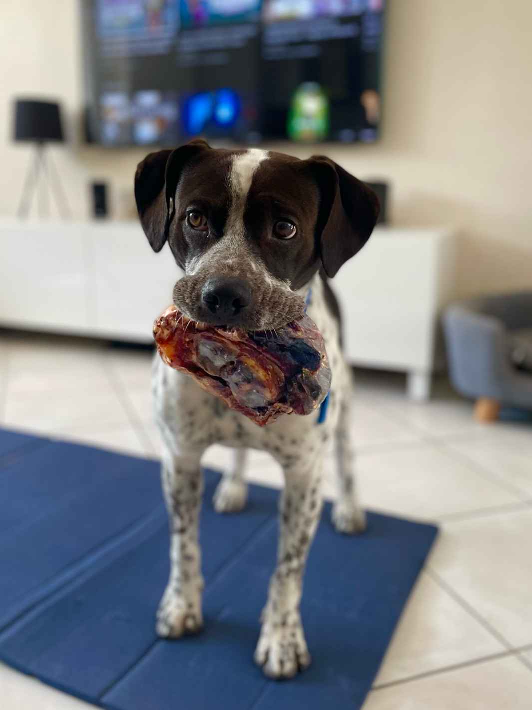 Genou de bœuf - #friandise_naturelle_pour_chien# - Truffe delice