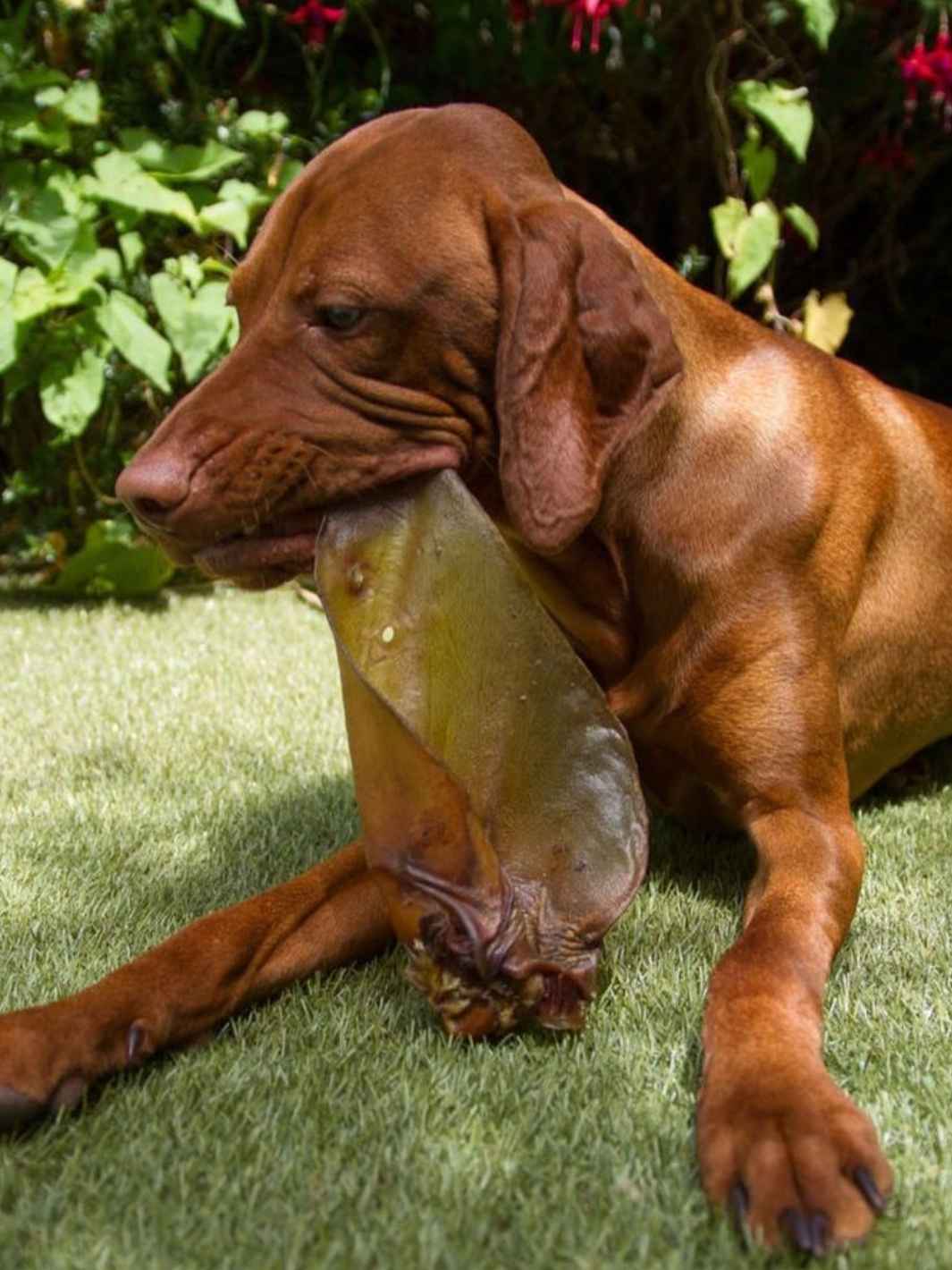 Oreilles de bœuf - #friandise_naturelle_pour_chien# - Truffe delice