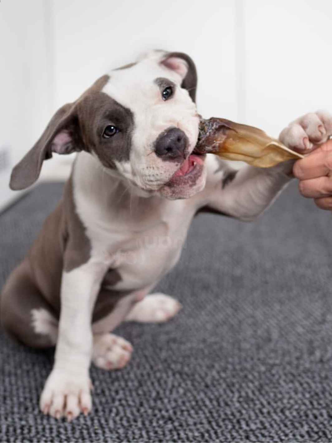 Oreilles de bœuf - #friandise_naturelle_pour_chien# - Truffe delice
