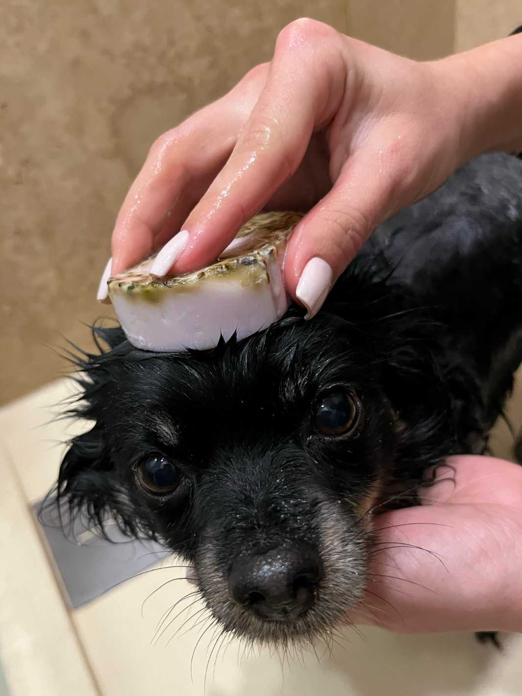 Shampoing anti puce chien - #friandise_naturelle_pour_chien# - Truffe delice