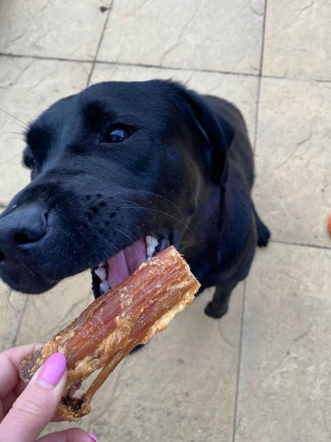 Tendons de boeuf - #friandise_naturelle_pour_chien# - Truffe delice