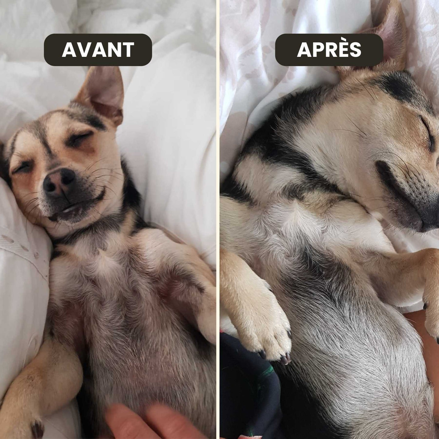 Complement alimentaire poil chien