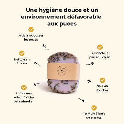 Shampoing anti puce chien