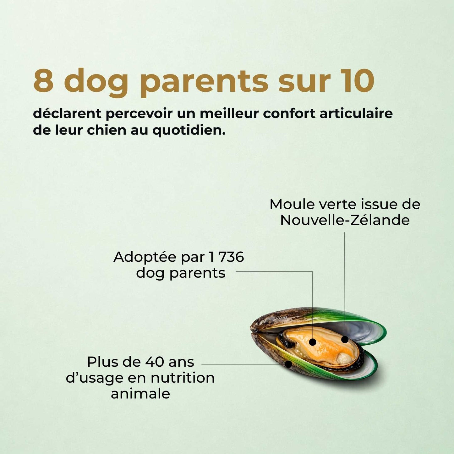 Moule verte chien