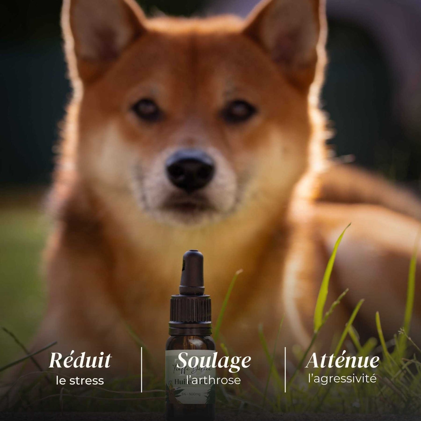 Huile CBD chien