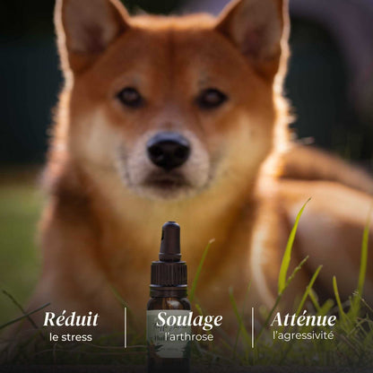 Huile CBD chien