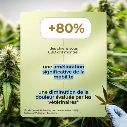 Huile CBD chien