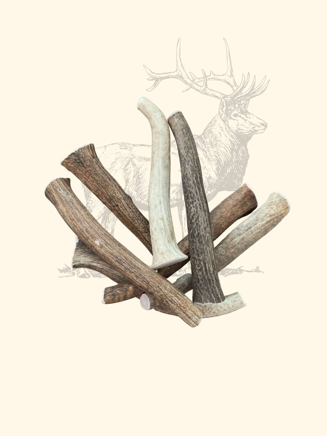 Bois de cerf chien