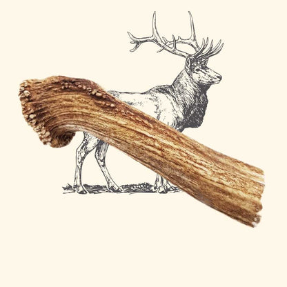 Bois de cerf chien
