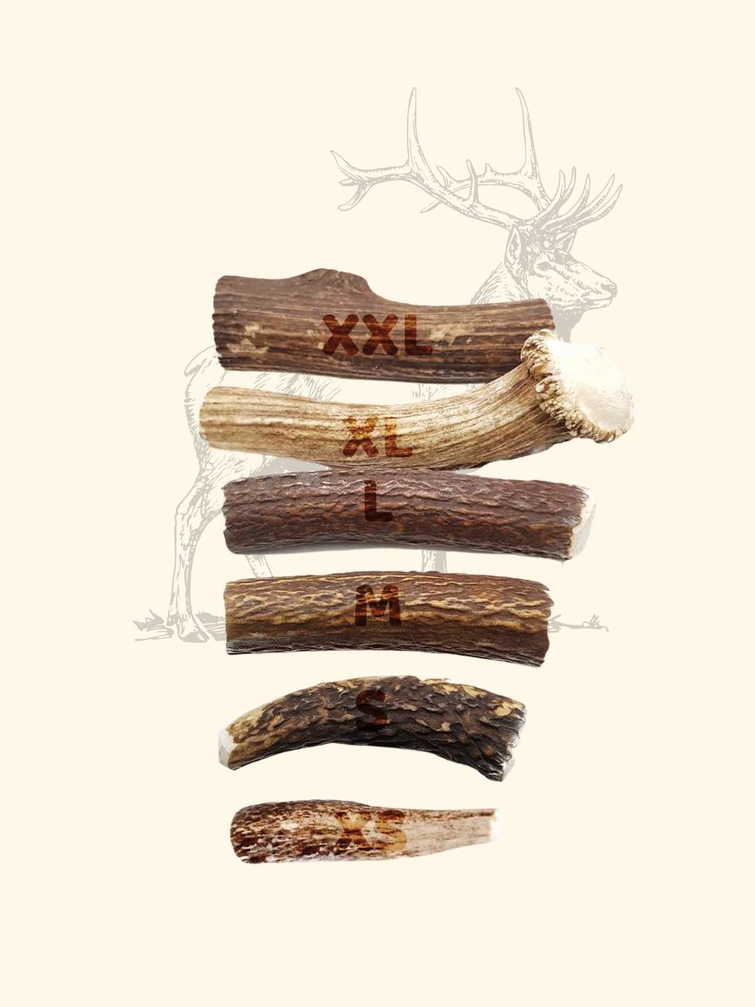 Bois de cerf chien