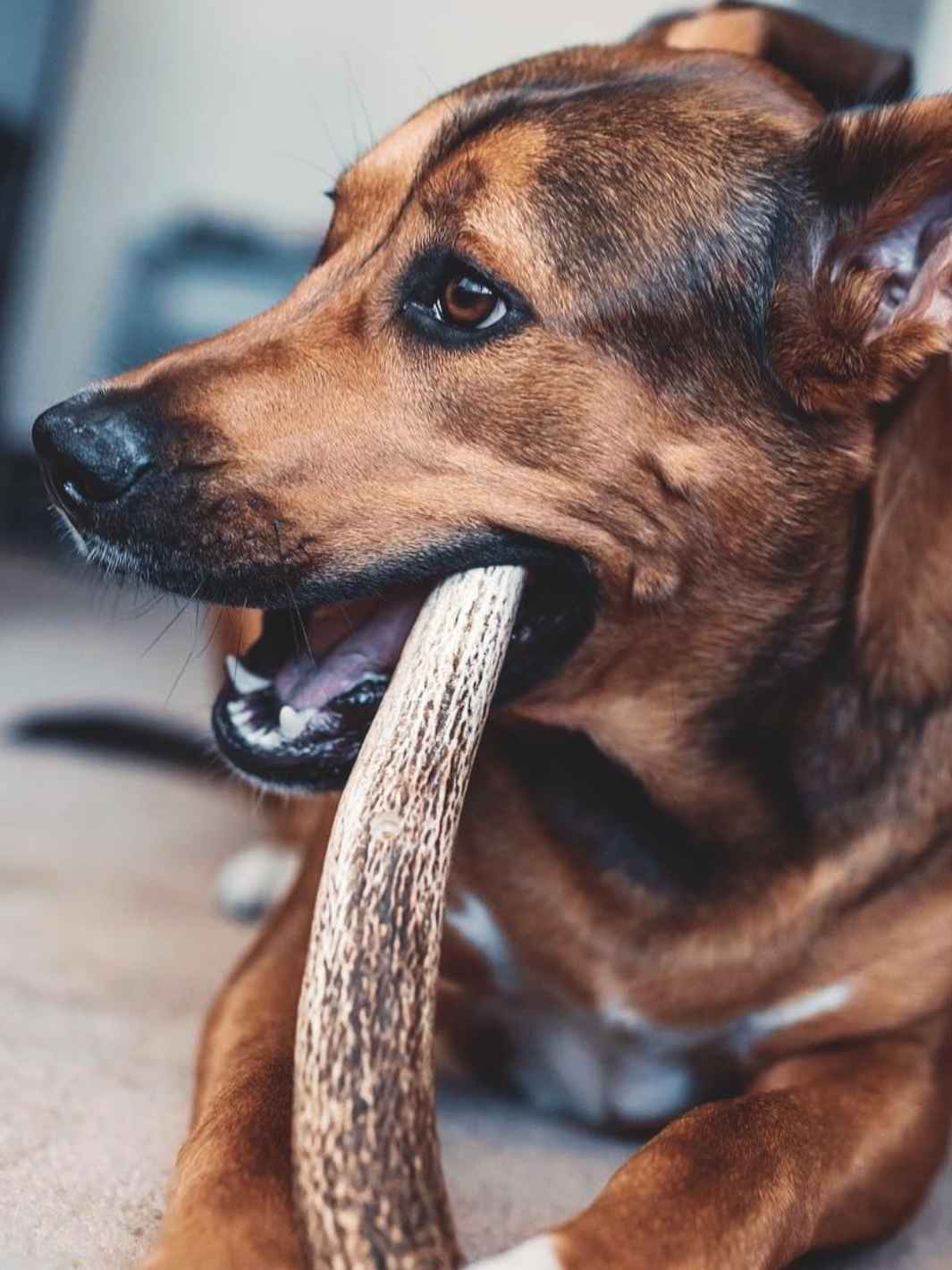 Bois de cerf chien