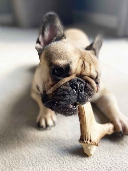 Bois de cerf chien