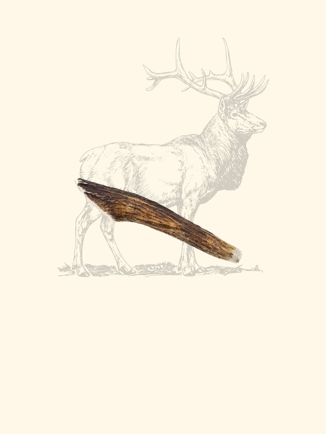 Bois de cerf chien