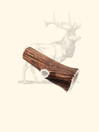 Bois de cerf chien