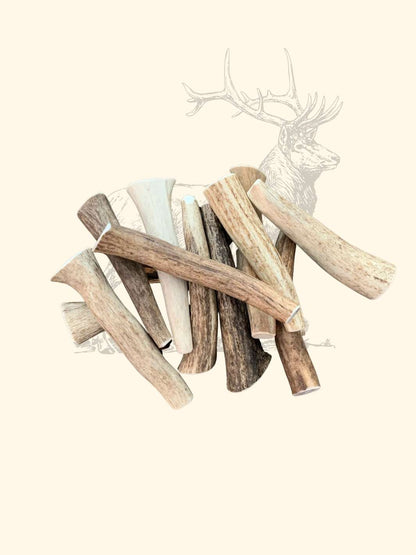 Bois de cerf chien