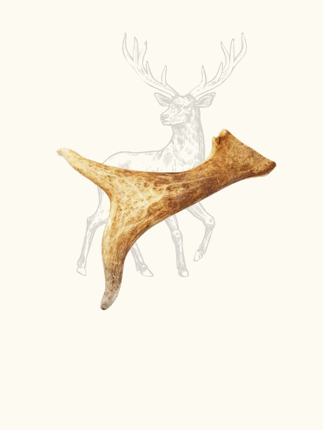 Bois de daim - #friandise_naturelle_pour_chien# - Truffe delice