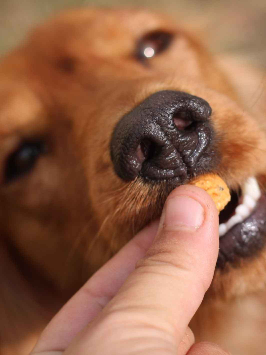 Friandises vers de farine & citrouille - #friandise_naturelle_pour_chien# - Truffe delice