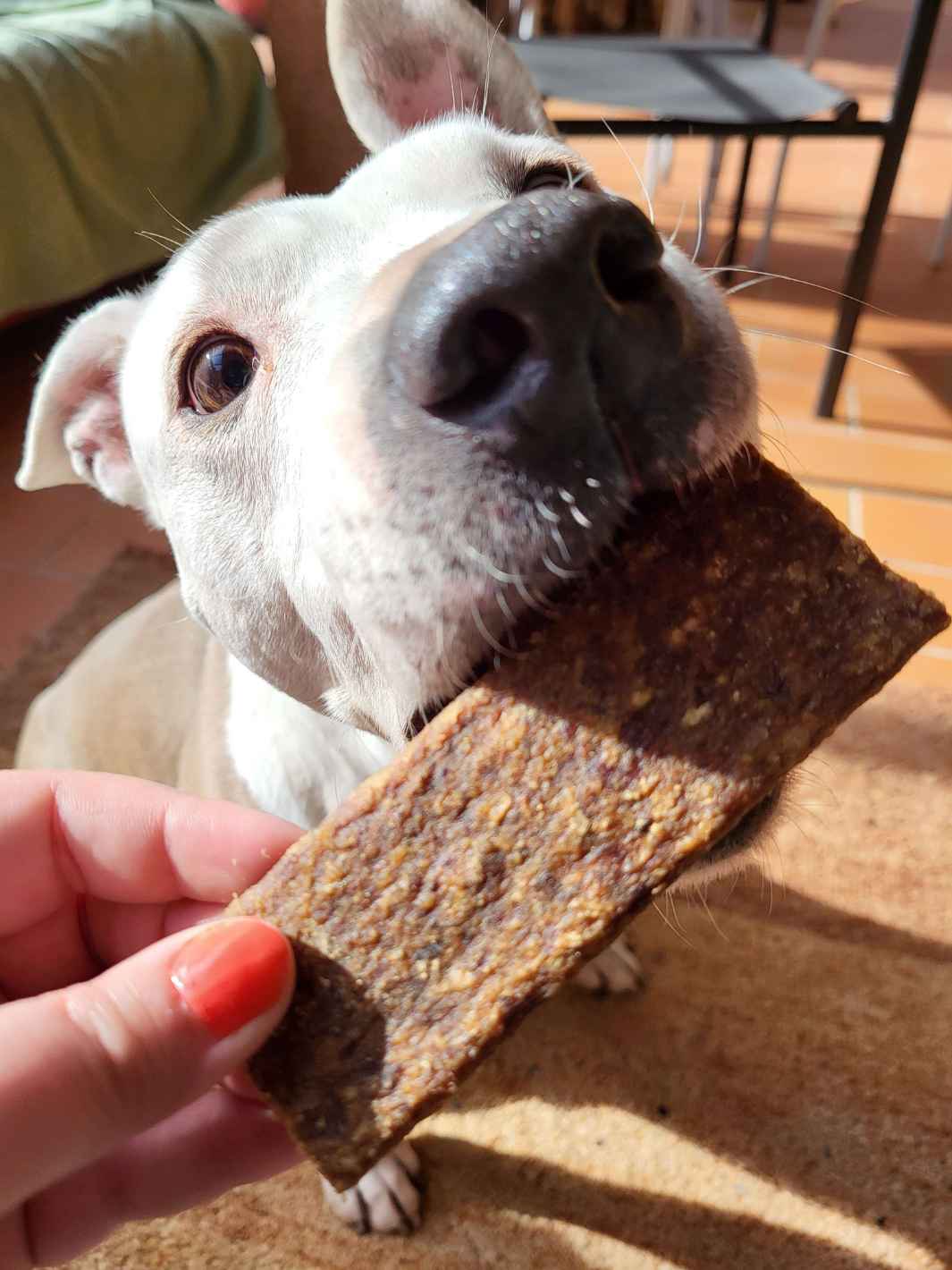 Lamelles de bœuf - #friandise_naturelle_pour_chien# - Truffe delice