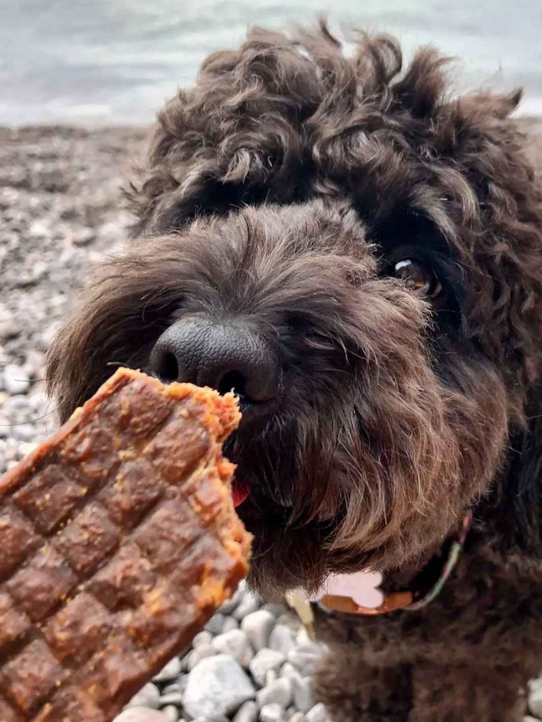 Lamelles de bœuf - #friandise_naturelle_pour_chien# - Truffe delice
