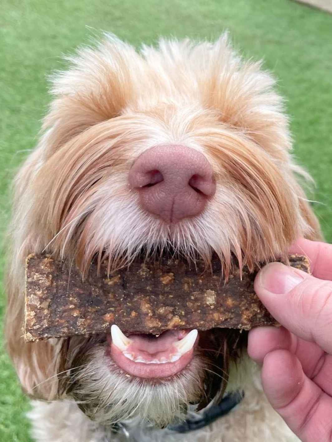Lamelles de sanglier - #friandise_naturelle_pour_chien# - Truffe delice