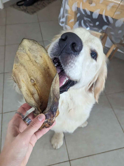 Oreilles de bœuf