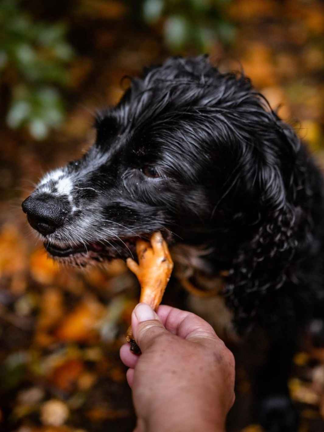 Pattes de poulet séchées - #friandise_naturelle_pour_chien# - Truffe delice