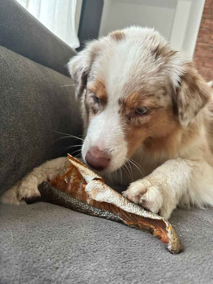 Peaux de saumon à la chair fondante - #friandise_naturelle_pour_chien# - Truffe delice