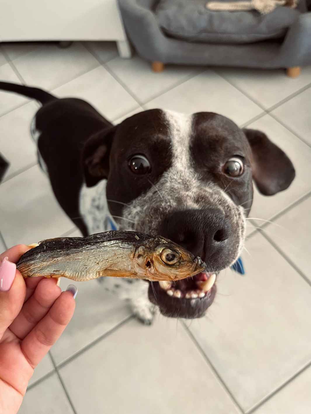 Petits poissons - sprats - #friandise_naturelle_pour_chien# - Truffe delice