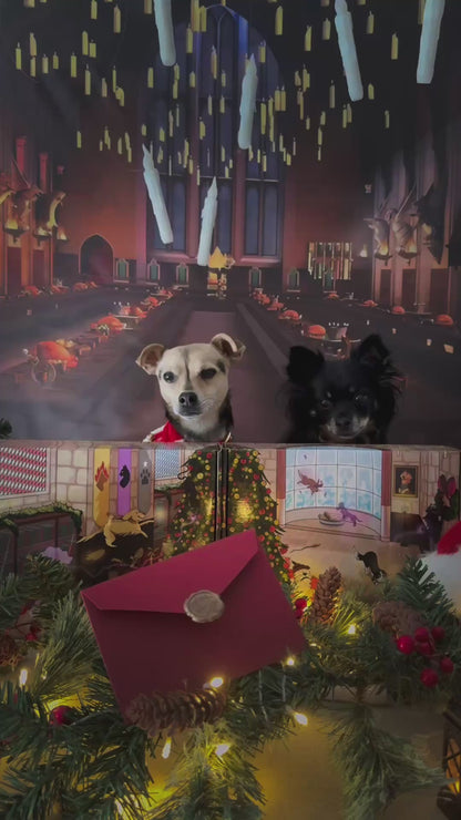 Box de Noël 🐶 (lots de 10 box)
