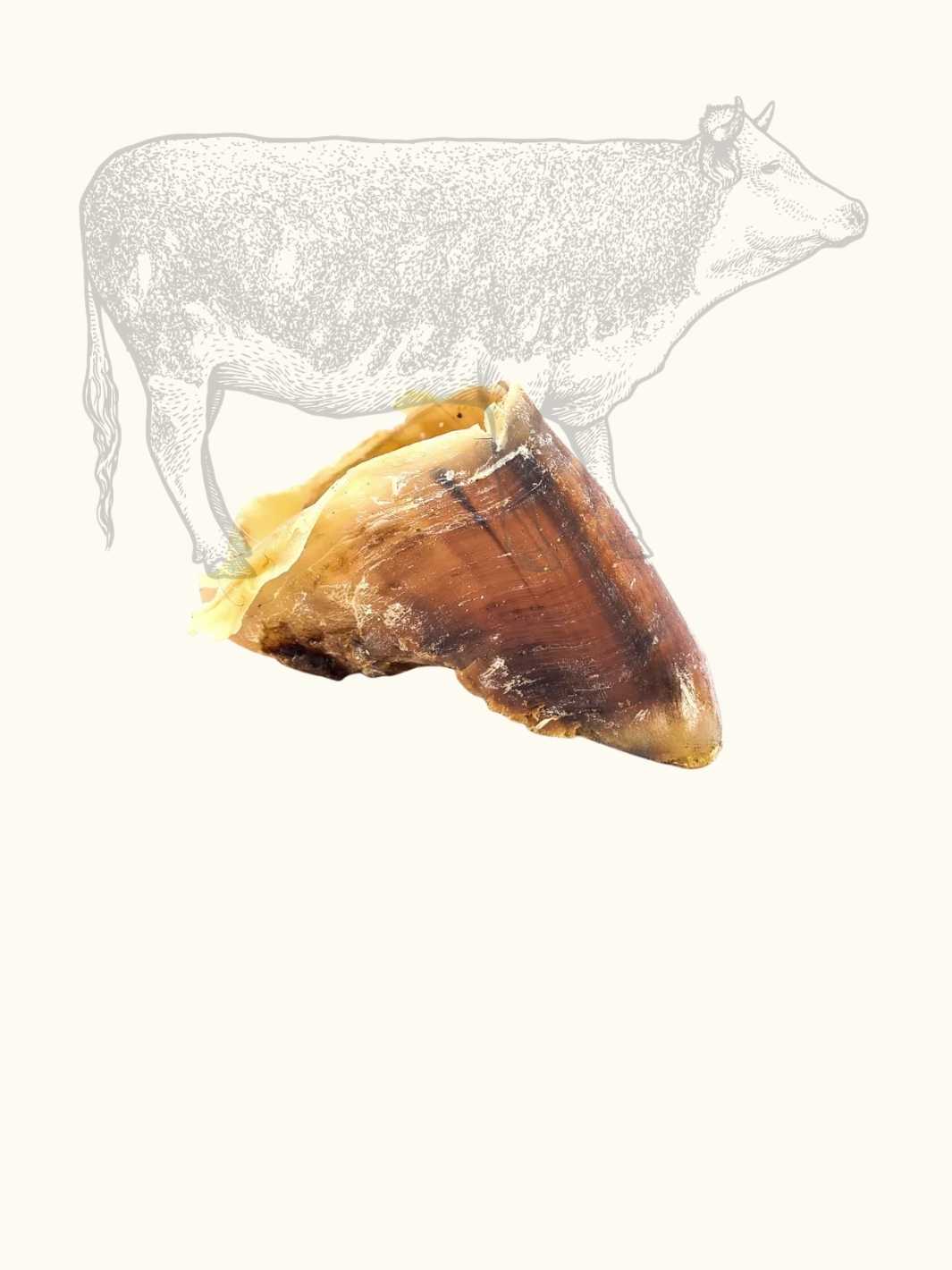 Sabot de bœuf - #friandise_naturelle_pour_chien# - Truffe delice
