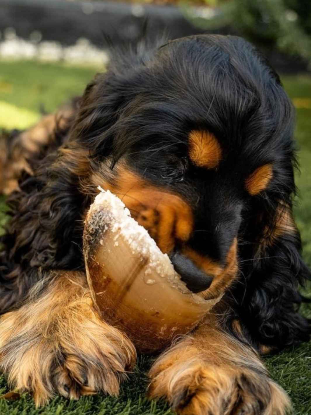 Sabot de bœuf - #friandise_naturelle_pour_chien# - Truffe delice